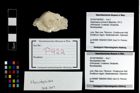 Foto (Objekt + Etikett) von Mundopsidae indet.  (NHMW-GEO-2014-0194-0922)